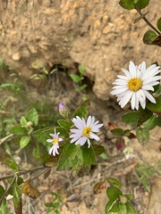 Olearia tomentosa