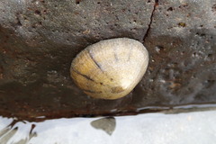 Cellana radians