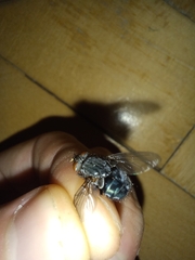 Calliphora vicina