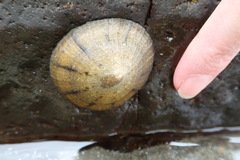Cellana radians