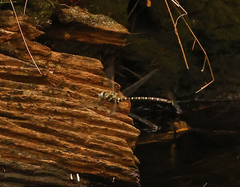 Austroaeschna cooloola