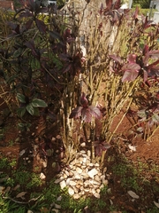 Graptophyllum pictum