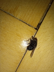 Calliphora vicina