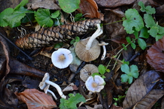 Inocybe lilacina