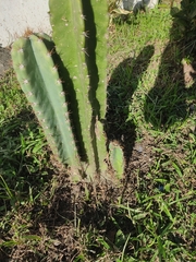 Cereus jamacaru