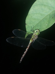 Anaciaeschna jaspidea