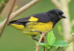 Spinus xanthogastrus