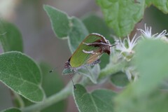 Chlorostrymon simaethis