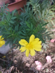 Tagetes lemmonii