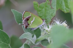 Chlorostrymon simaethis