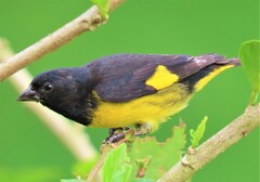 Spinus xanthogastrus