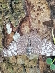 Hamadryas feronia
