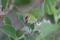 Chlorostrymon simaethis