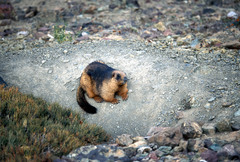 Marmota himalayana