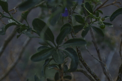 Solanum crispum