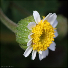 Perityle emoryi