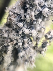 Prociphilus tessellatus