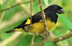 Spinus xanthogastrus