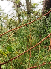 Juniperus flaccida