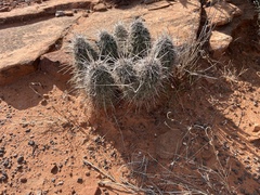 Echinocereus engelmannii fasciculatus
