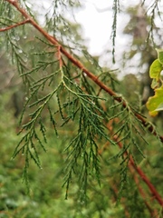 Juniperus flaccida