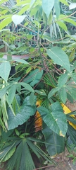 Xanthosoma robustum