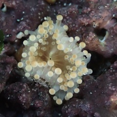 Pseudocorynactis