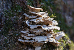 Trametes pubescens