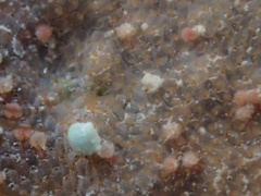 Stylopoma