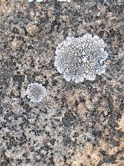 Dimelaena
