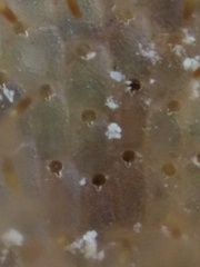Stylopoma