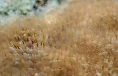 Stylopoma