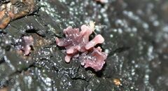 Ascocoryne sarcoides