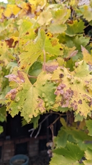 Colomerus vitis