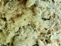 Porifera