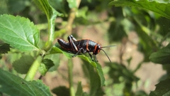 Taeniopoda varipennis