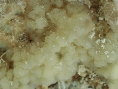 Porifera