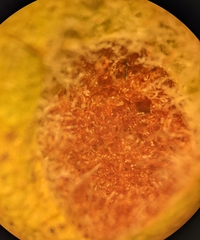 Colomerus vitis
