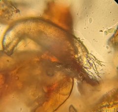 Colomerus vitis