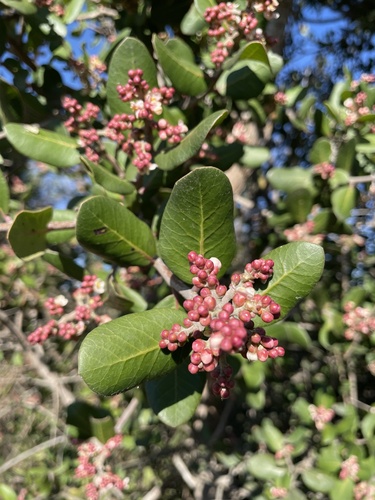 iNaturalist observation photo of lemonade berry