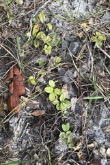 Tephrosia chrysophylla