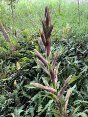 Tillandsia fendleri