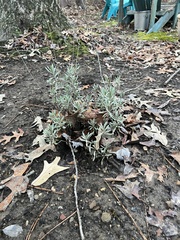 Eupatorium torreyanum