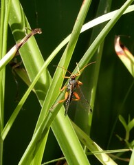 Echthromorpha intricatoria