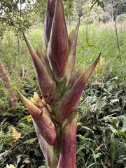 Tillandsia fendleri