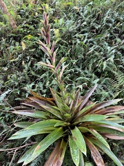 Tillandsia fendleri