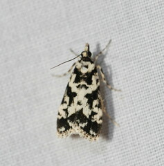 Eudonia aphrodes