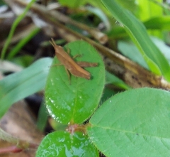 Maculiparia rotundata
