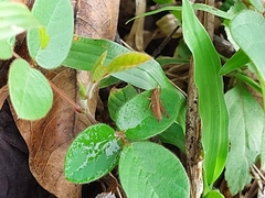 Maculiparia rotundata