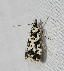 Eudonia aphrodes